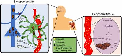 The Strategic Location of Glycogen and Lactate: From Body Energy Reserve to Brain Plasticity